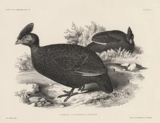 Numida Plumifera、Bowen and Co.によるlitho、1850